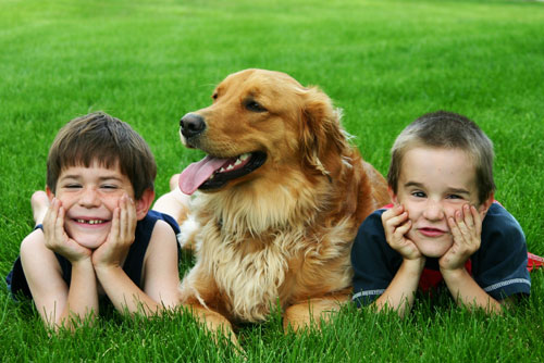PET- CLASSIC 2 QNS – QQPET